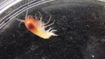 Media type: image;   Invertebrate Zoology 148163 Description: Live specimen.;